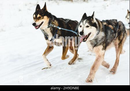 Leader di Pack slitte Husky cani felice di correre da neve percorso Foto Stock