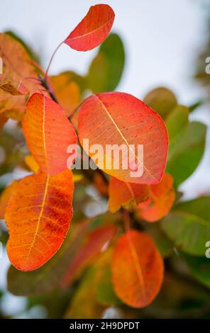 Motivi autunnali con foglie - colori diversi sullo sfondo sul lato Foto Stock