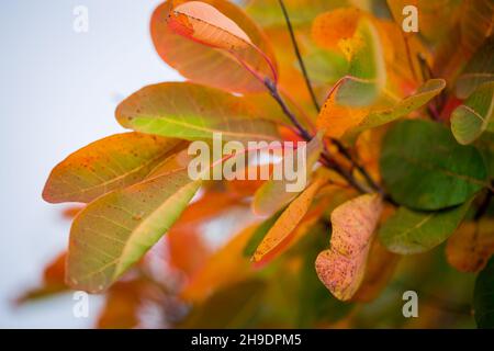 Motivi autunnali con foglie - colori diversi sullo sfondo sul lato Foto Stock