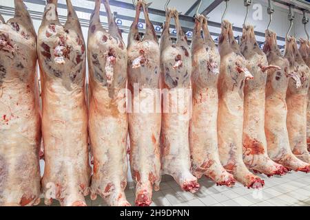 Carcasse di agnello appese ad uncini nel macello prima del trasferimento al mercato o al locale frigorifero o del taglio. Magazzino frigorifero, ganci appesi di congelato Foto Stock