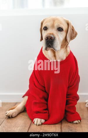 Adorabile cane da fawn Labrador in un maglione rosso. Animale, animali domestici Foto Stock