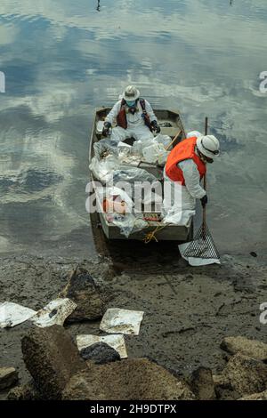 Un equipaggio pulisce il petrolio nel Talbert Marsh, che ospita molti uccelli e fauna selvatica. Si stima che 127,000 galloni di petrolio greggio fuoriusciti da un derrick petrolifero Foto Stock