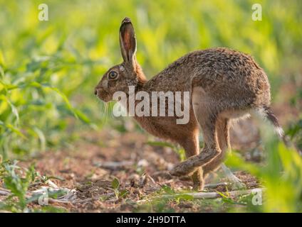 Una Lepre marrone che delimita il mais in una cover di fagiano mostrando le sue gambe posteriori lunghe - Suffolk , Regno Unito Foto Stock