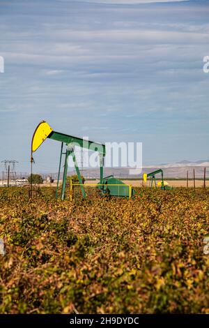 Pozzi di petrolio in campo di raccolto, Mountain View Oil Field, Arvin, Kern County, California, Stati Uniti Foto Stock