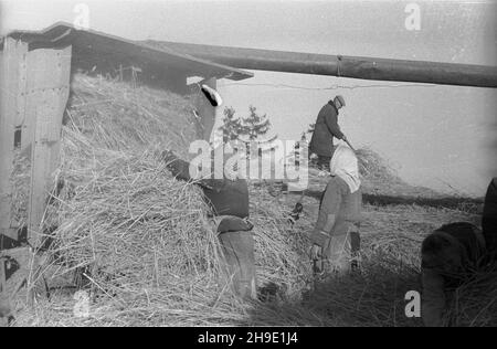 Polska, 1947-10. Ziemie Odzyskane. M³ócenie ¿yta na poniemieckiej m³ocarni (m³ockarni). mb/gr PAP Dok³adny dzieñ wydarzenia nieustalony. Polonia, ottobre 1947. Territori riconquistati. Trebbiatura della segale in una macchina di trebbiatura precedentemente tedesca. mb/gr PAP Foto Stock