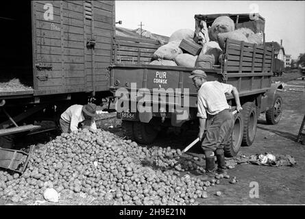 Gdañsk, 1947-10. Przyjazd repatriantów ze wschodu. NZ. za³adunek ziemniaków na ciê¿arówkê. ps/gr PAP Dok³adny dzieñ wydarzenia nieustalony. Gdansk, ottobre 1947. I poli rimpatriati dall'Oriente arrivano a Danzica. Nella figura: Caricamento delle patate su un camion. ps/gr PAP Foto Stock