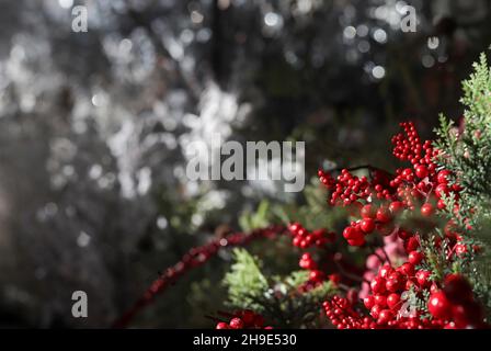 Sfondo delle vacanze di Natale con spazio copia per testo e bacche rosse su rami di abete per biglietto di auguri. Foto Stock