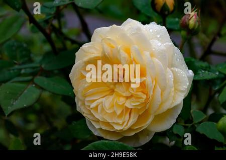 Cespuglio di rose in fiore nel giardino con fiori gialli ricoperti di ruscelli, Sofia, Bulgaria Foto Stock