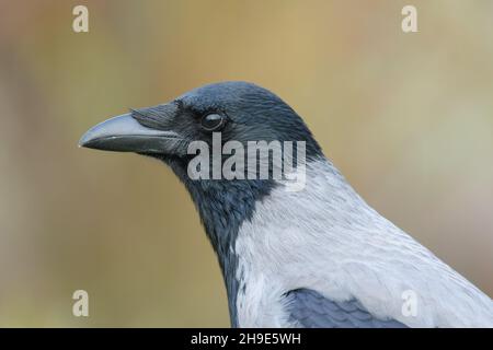 Corvo di Carrion (Corvus corone) ritratto. Sfondo sfocato di colore autunno. Foto Stock