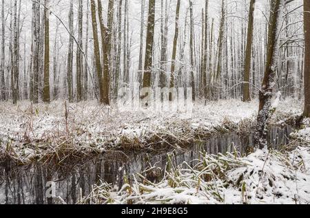 Brook nella foresta invernale durante la nevicata. Foto Stock