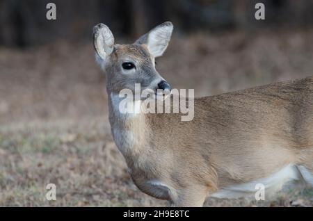 Cervo dalla coda bianca, Odocoileus virginianus, pegno Foto Stock
