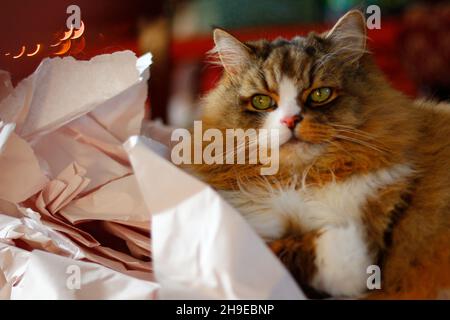 Carino ragamuffin purebred gatto seduto su un mucchio di carta ammortizzante grattato Foto Stock