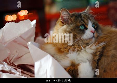 Carino ragamuffin purebred gatto seduto su un mucchio di carta ammortizzante grattato Foto Stock