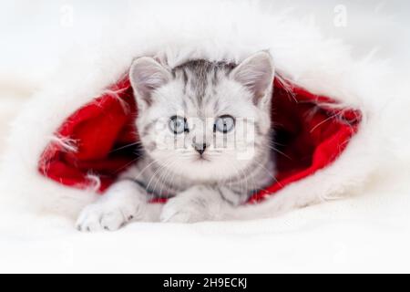 Gatto di Natale piccolo curioso divertente gattino a righe in Natale rosso Santa cappello su sfondo bianco Foto Stock