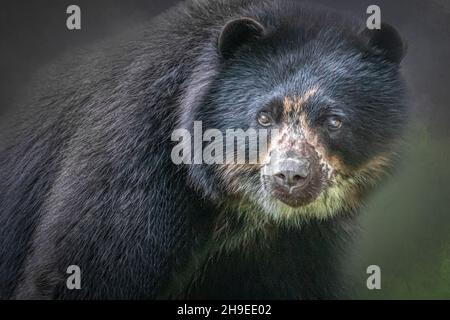 ritratto di un orso sudamericano Foto Stock