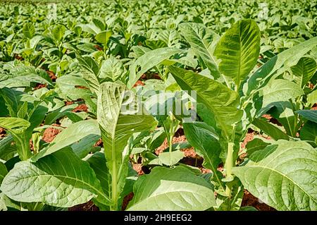 Una scena naturale di fondo con giovani piante di tabacco che crescono in un campo a Vinales, Cuba. Foto Stock