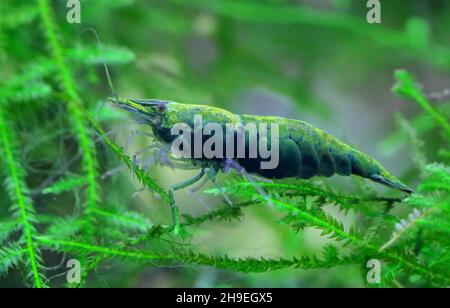 Gamberi di giada verde, Neocaridina davidi, mangiare alghe in acquario Foto Stock