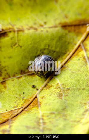 Macro viola Roly Poly bug pillola arrotolato in palla protettiva Foto Stock