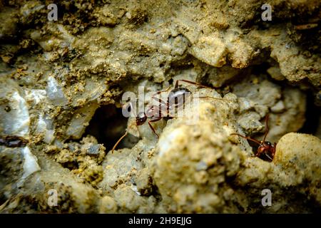 Sezione trasversale formiche rosse antracite fatte in cemento Foto Stock