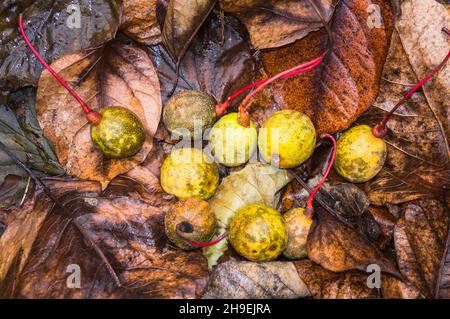 Davidia involucrata, albero della colomba, albero del fazzoletto della tasca, albero del fantasma, foglia, Frutta, noci, autunno, Pruhonice Park, Pruhonice, Repubblica ceca, il mercoledì Foto Stock