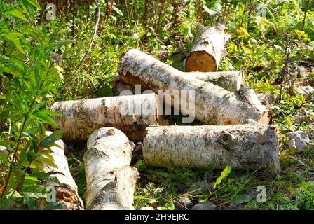 Legna da ardere di betulla nel bosco su erba verde. Foto Stock