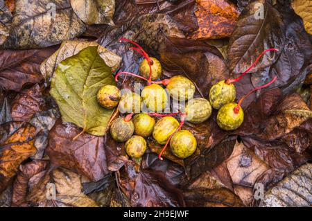 Davidia involucrata, albero della colomba, albero del fazzoletto della tasca, albero del fantasma, foglia, Frutta, noci, autunno, Pruhonice Park, Pruhonice, Repubblica ceca, il mercoledì Foto Stock