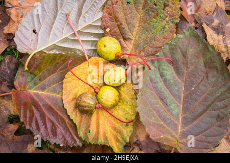 Davidia involucrata, albero della colomba, albero del fazzoletto della tasca, albero del fantasma, foglia, Frutta, noci, autunno, Pruhonice Park, Pruhonice, Repubblica ceca, il mercoledì Foto Stock