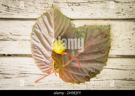 Davidia involucrata, albero della colomba, albero del fazzoletto della tasca, albero del fantasma, foglia, Frutta, noci, autunno, Pruhonice Park, Pruhonice, Repubblica ceca, il mercoledì Foto Stock