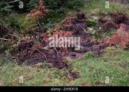 Novembre 2021 - prova di foraggio di cinghiale nella Foresta di Dean, Gloucestershire, Inghilterra, Regno Unito, Foto Stock