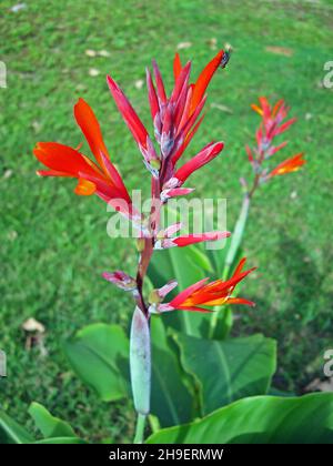 Fiori di canna rossa (canna generalis) Foto Stock