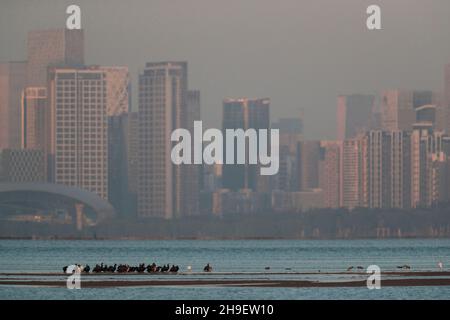 Grandi cormorani (Phalacrocorax carbo) che si affolgono su sandbank, Shenzhen City Behind, Deep Bay, visto da mai po Boardwalk Hide, Hong Kong 2nd Dic 2021 Foto Stock