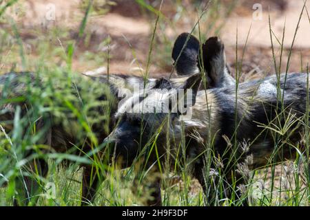 Due cani selvatici africani (Lycaon pictus) si nascondono nell'erba mentre cacciano nella savana africana. Foto Stock