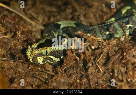 Rhinoceros Viper (Bitis nasicornis) primo piano Foto Stock