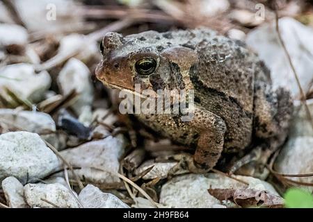 Toad seduto tra le rocce in un giardino primaverile. Foto Stock