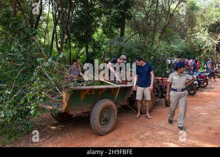 Auroville, India - 4 dicembre 2021: Cercando di salvare un albero appena tagliato dall'intervento degli escavatori che apparivano nella foresta di Bliss, prote Foto Stock