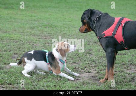 Un grande e un altro cane di razza piccola che si conoscono al parco dei cani. Foto Stock