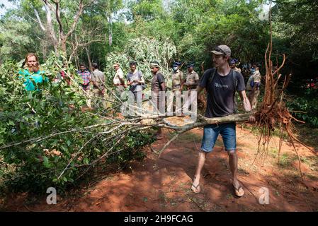 Auroville, India - 4 dicembre 2021: Cercando di salvare un albero appena tagliato dall'intervento degli escavatori che apparivano nella foresta di Bliss, prote Foto Stock