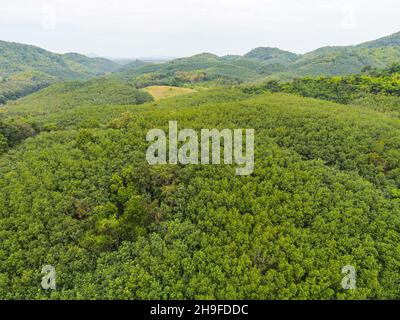 Vista aerea foresta albero di gomma foglie ambiente foresta natura sfondo, verde albero vista dall'alto foresta dall'alto, albero di gomma piantagione sul moun Foto Stock