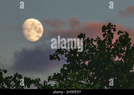 Luna nel cielo in una serata estiva nuvolosa con nuvole rosa. Foto Stock