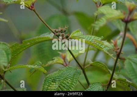 La maledizione di Koster (chiamata anche Clidemia hirta, Clidemia hirta, soapbush, clidemia, senduk bulu) con sfondo naturale. Foto Stock