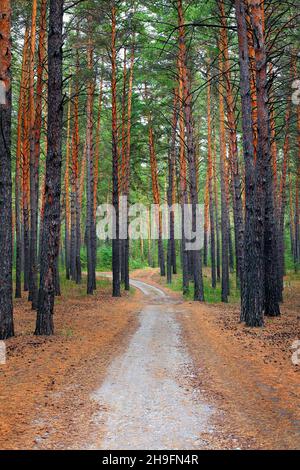 Path Lane nella splendida foresta estiva Foto Stock