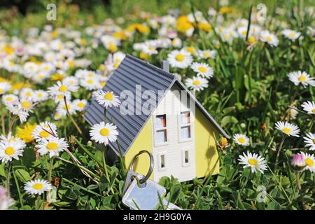 Modello casa in un prato lussureggiante con margherite come un simbolo del desiderio di una casa in campagna Foto Stock