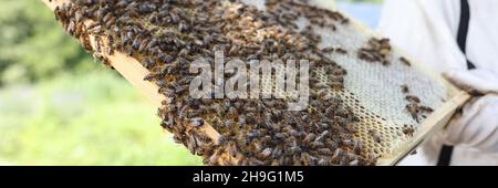 L'uomo sta tenendo molte api sui pettini nella mano closeup Foto Stock