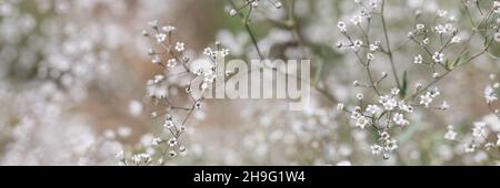 Piccoli fiori bianchi di gypsophila con petali in closeup campo Foto Stock