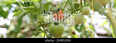 Pomodori su cespuglio, pomodori su ramo di gambo maturare in vari gradi di maturazione dal rosso al verde Foto Stock