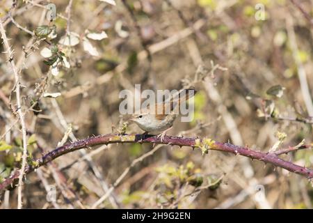 Cetti's Warbler (Cettia cetti) adulto arroccato su bramble, Suffolk, Inghilterra, aprile Foto Stock