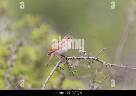 Comune nightingale (Luscinia megarhynchos) canto maschile adulto, Suffolk, Inghilterra, maggio Foto Stock