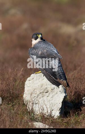 Peregrine Falcon (Falco peregrinus) adulto, in piedi su roccia in prateria, Suffolk, Inghilterra, settembre, condizioni controllate Foto Stock