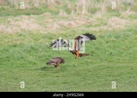 Aquilone rosso (Milvus milvus) adulto che vola oltre la buzzard comune (Buteo buteo) adulto che si alimenta con cibo messo fuori alla stazione di alimentazione, Gigrin Farm, Powys, Galles Foto Stock