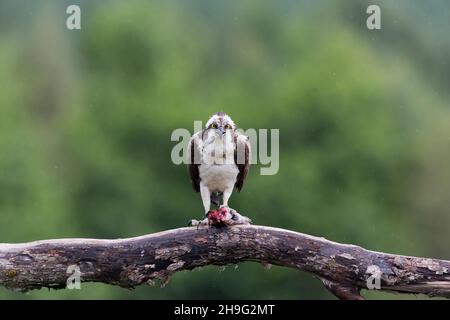 Osprey (Pandion haliaetus) adulto arroccato sul ramo di alimentazione sul pesce, Aviemore, Scozia, agosto Foto Stock